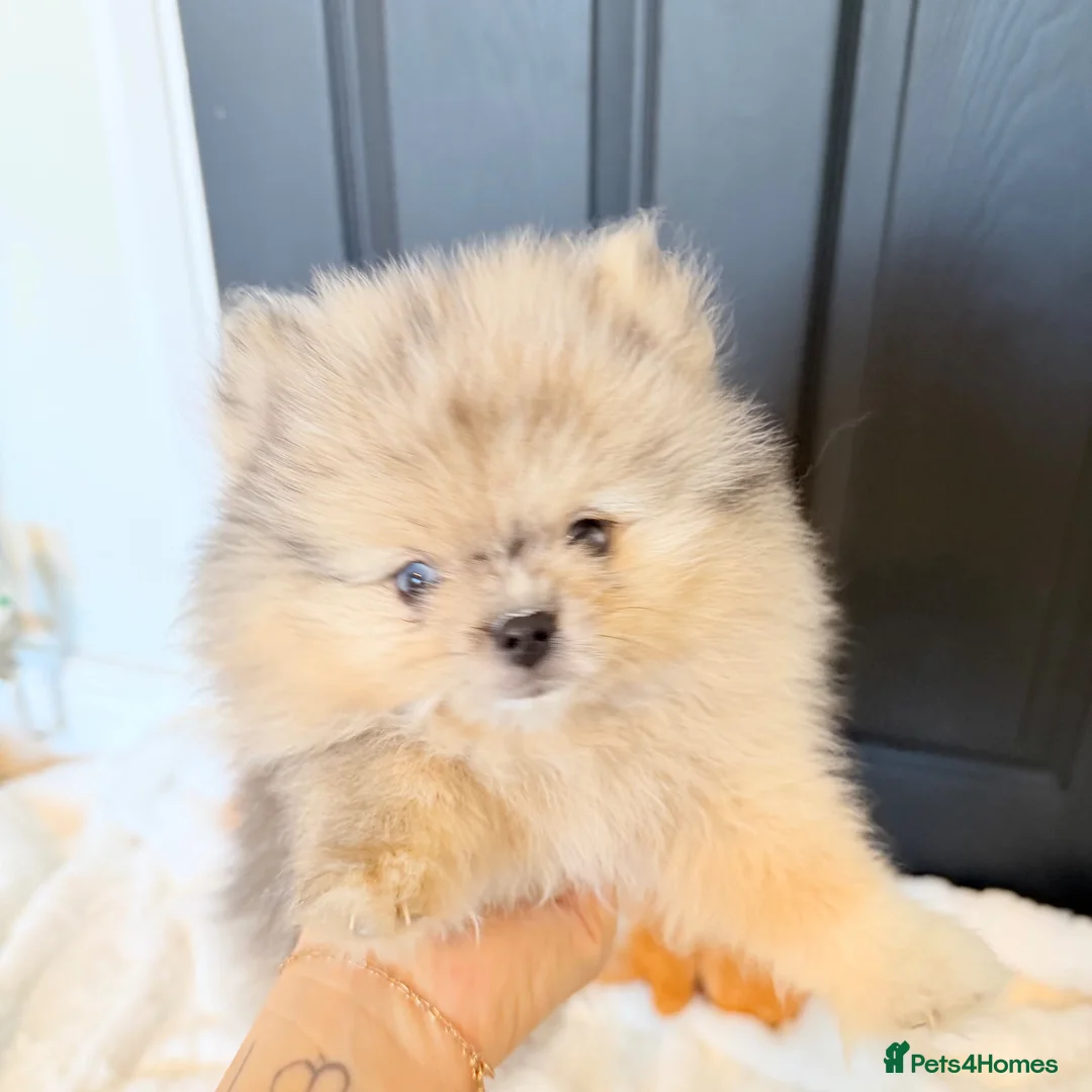 Pomeranian dogs for sale: Beautiful Merle Pomeranian  in Basildon - Advert 2