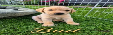 Bud