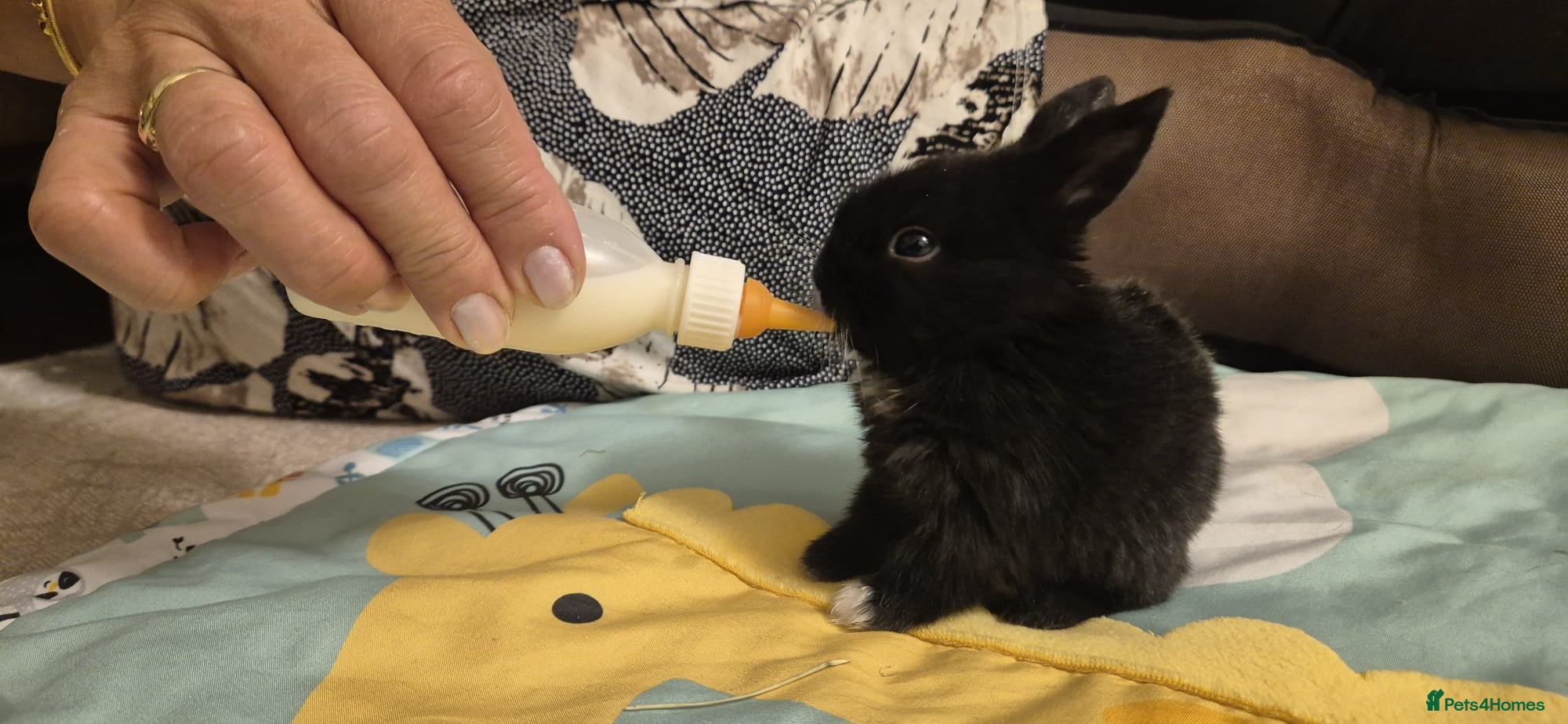 Mixed Breed rabbits They are mix rex and Dutch  - Advert 2