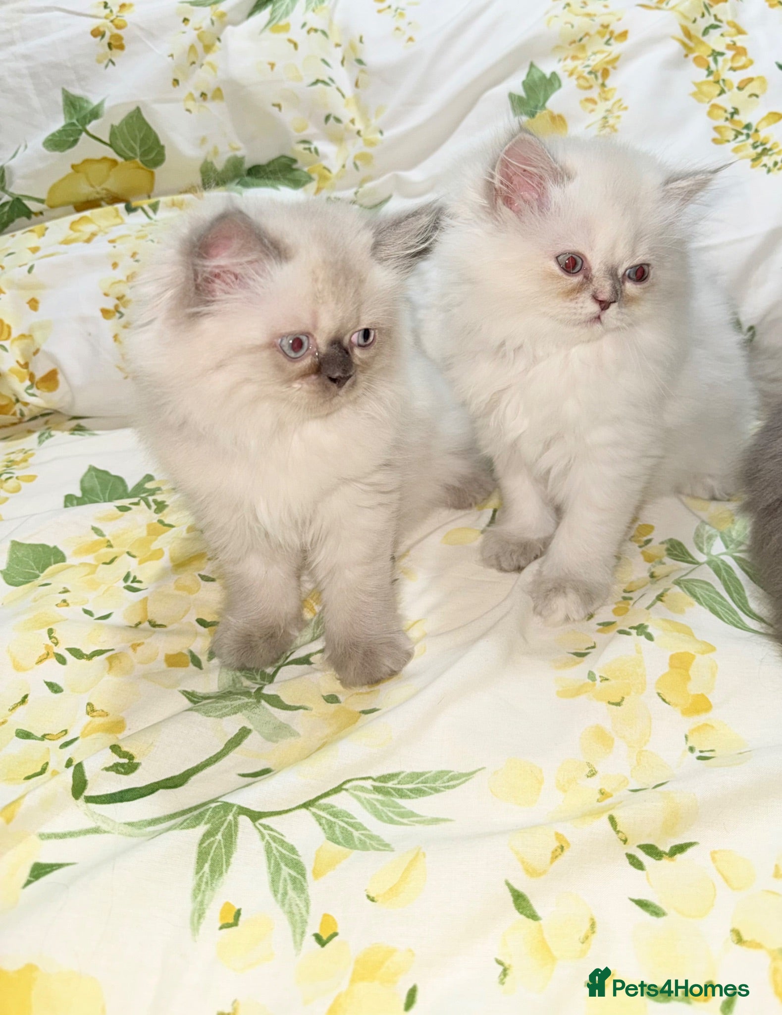 Persian cats Persian  - Advert 1
