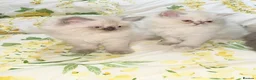 Persian cats for sale: Persian  - Advert 1