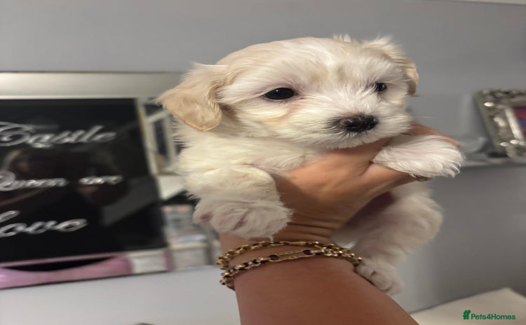 Maltipoo dogs - Advert 9