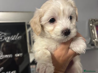 Maltipoo dogs - Advert 15