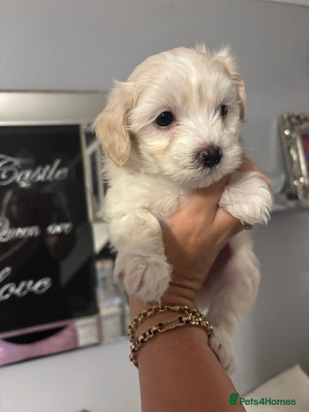 Maltipoo dogs - Advert 13