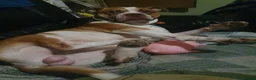 Mixed Breed dogs for sale: Paddy in Leeds - Advert 3