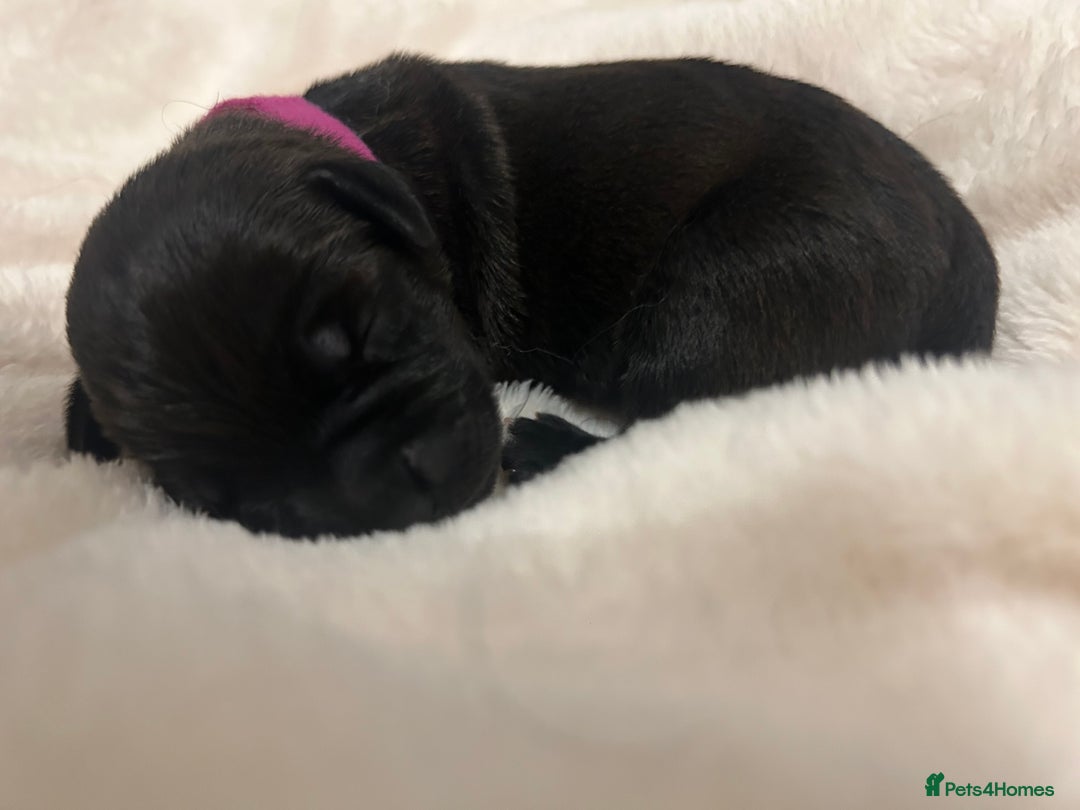 Patterjack dogs for sale: Patterdale x jackrussel  - Image 15