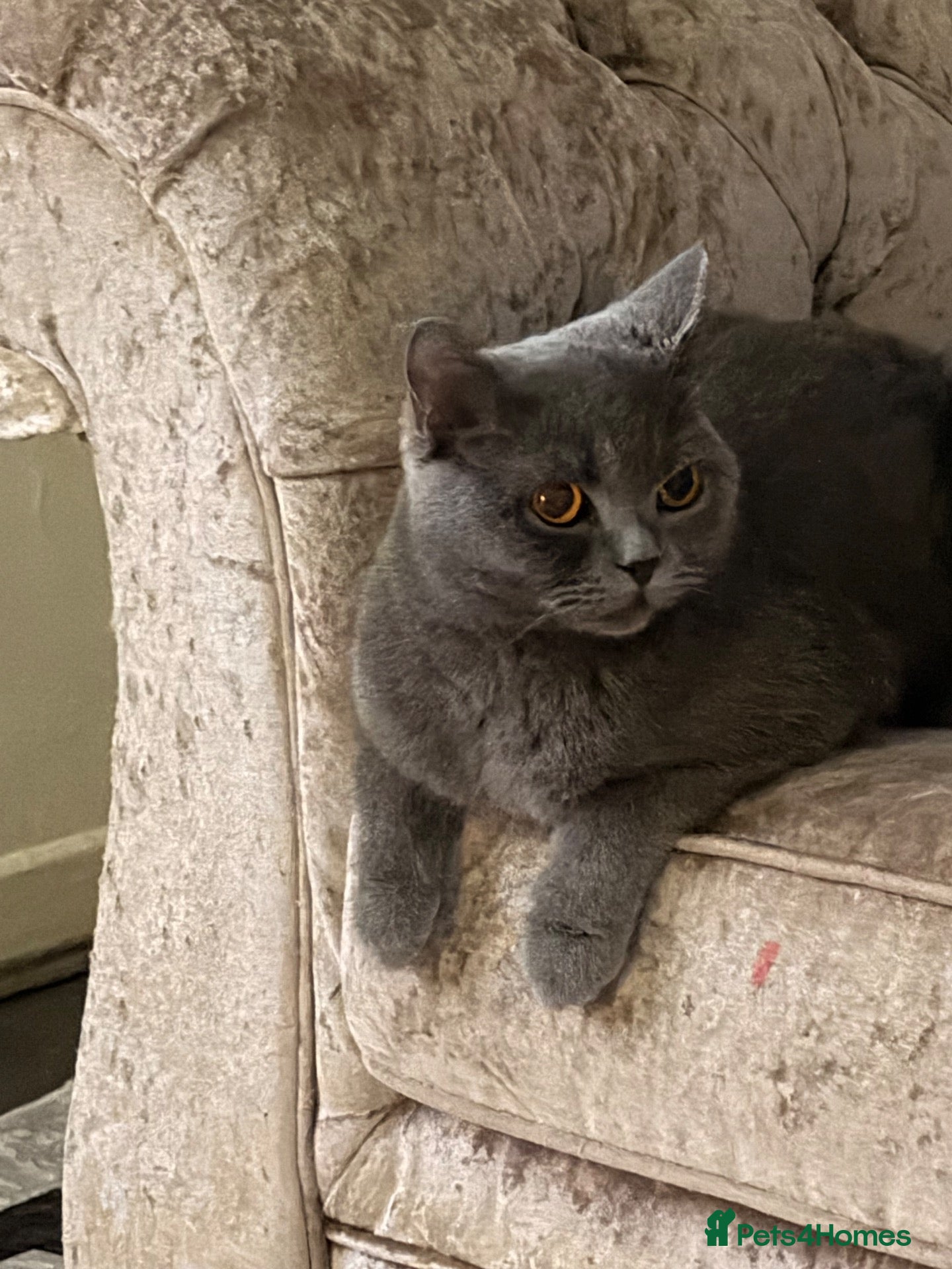 British Shorthair cats playful, adorable little girl☺️☺️ - Advert 16