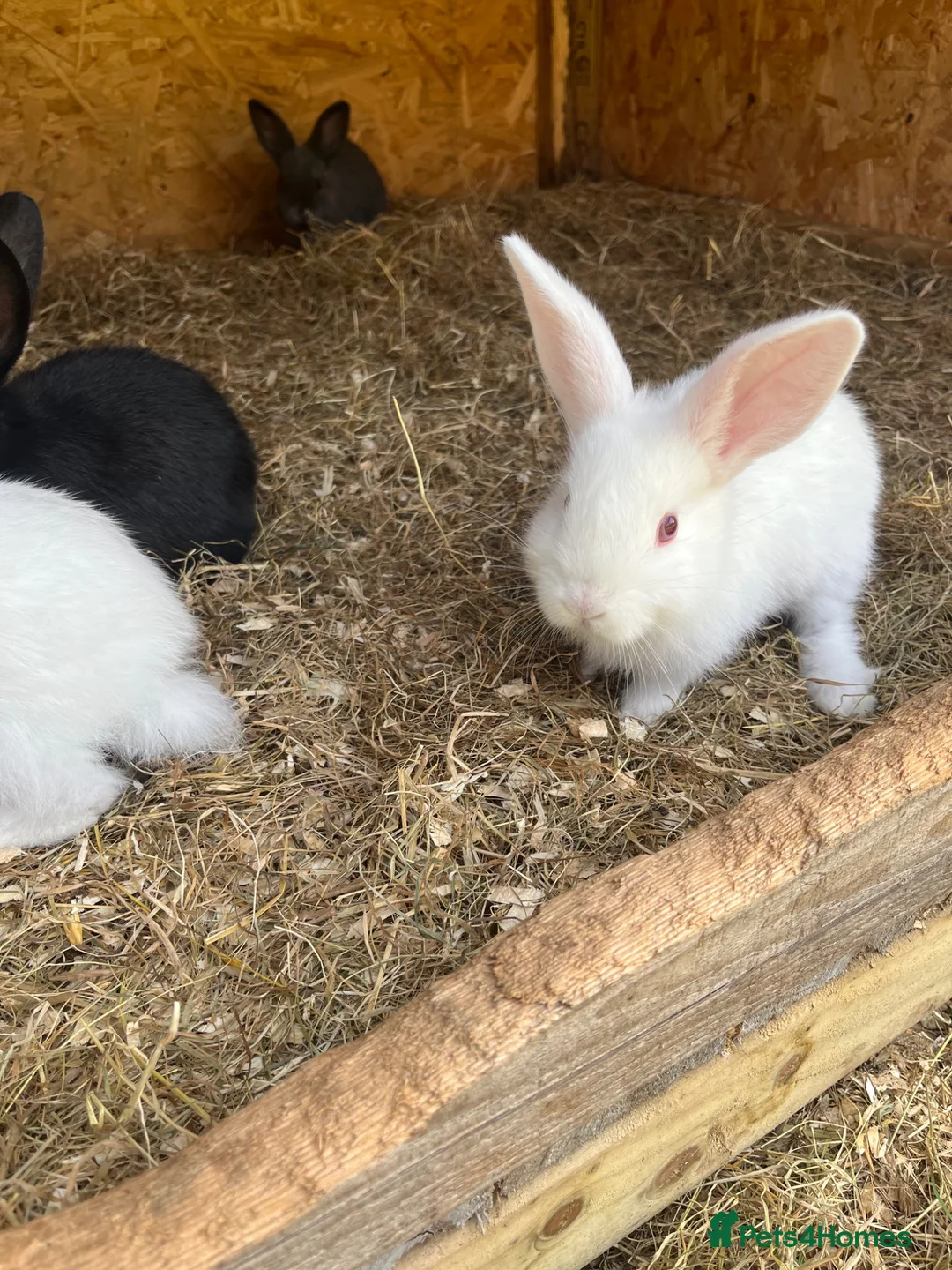 New Zealand rabbits for sale: Rabbits for sale  - Advert 1