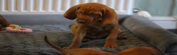 Hungarian Vizsla dogs for sale: Hungarian Vizsla Puppies – Rich Geltwood Heritage - Advert 12