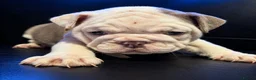 English Bulldog dogs for sale: Rare Fluffy English Bulldog Pups in Hoddesdon - Advert 10
