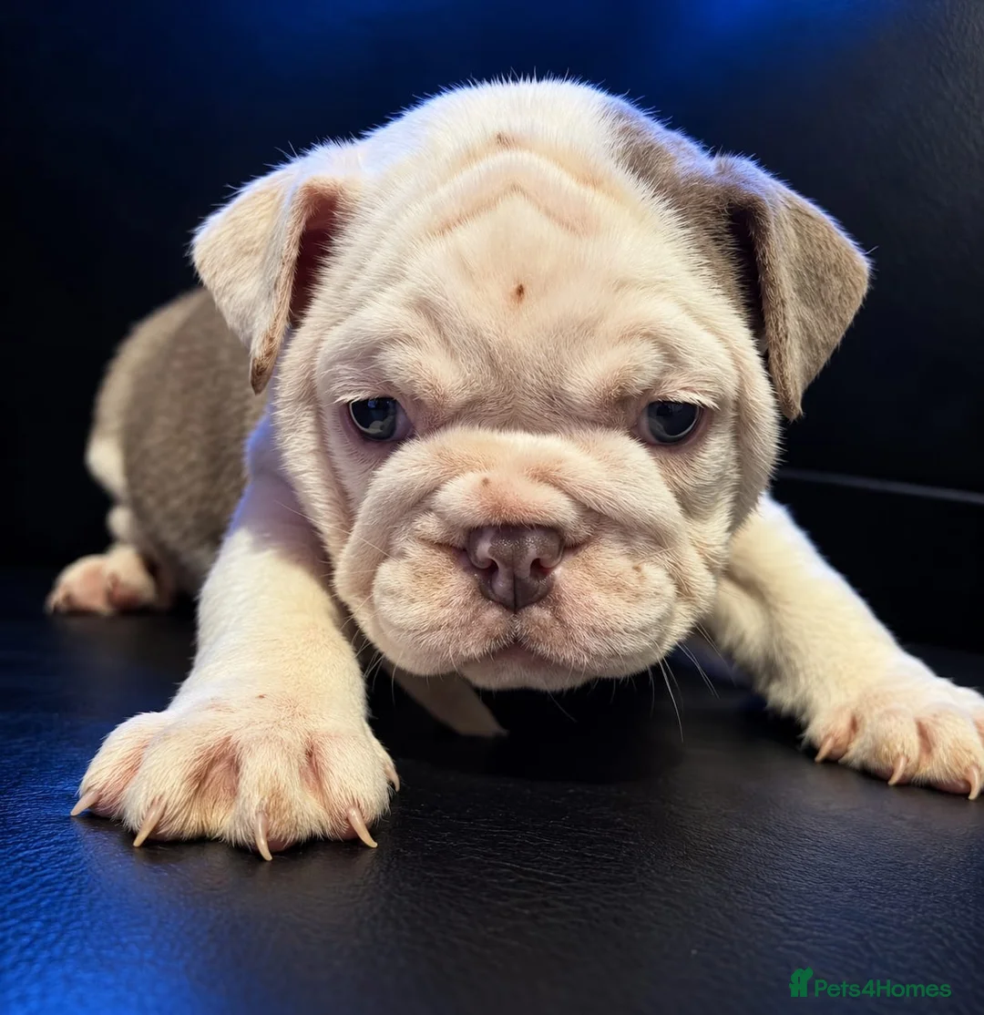 English Bulldog dogs for sale: Rare Fluffy English Bulldog Pups in Hoddesdon - Advert 10