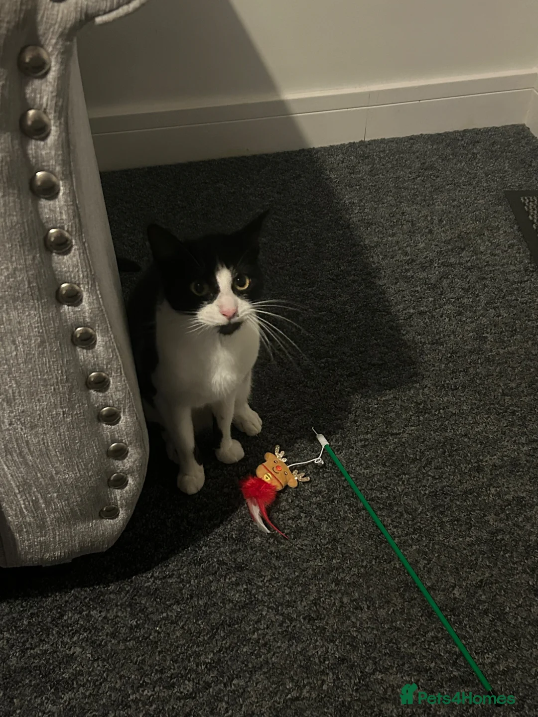 American Shorthair cats for sale: Timid girl looking for a quiet home  in Barnsley - Advert 5