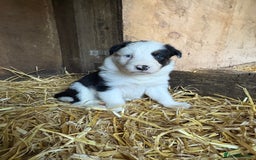 Border Collie dogs for sale: Blue Merle/ black and white border collie puppies - Image 12