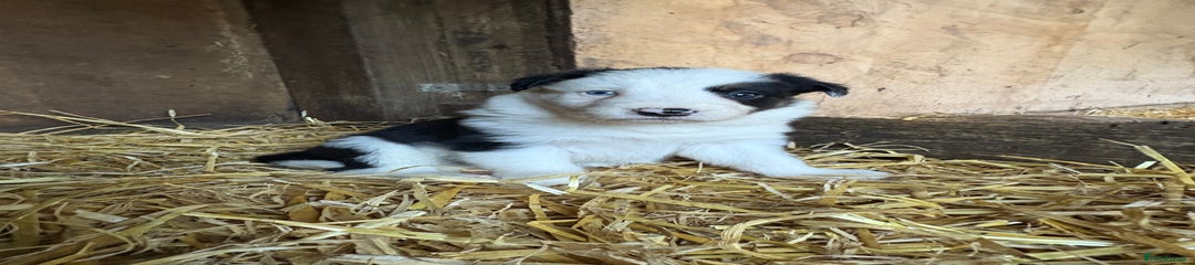 Border Collie Puppy 8