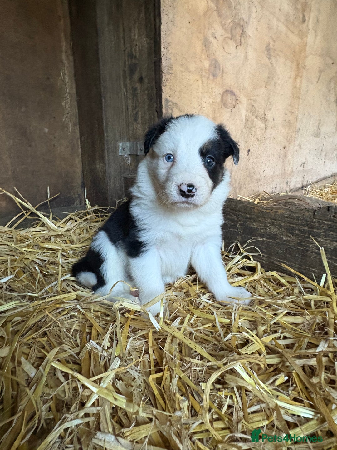 Border Collie dogs for sale: Blue Merle/ black and white border collie puppies - Image 12