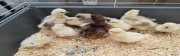 Chickens poultry for sale: USA silkie chicks/ hatching eggs CPQ quails - Advert 12