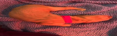 Red female 