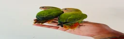 Lovebirds birds for sale: Hand reared lovebirds for sale  - Advert 25