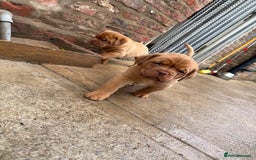 Dogue De Bordeaux dogs for sale: ONLY ONE BOY LEFT! STUNNING PUPS AVAILABLE  - Image 5