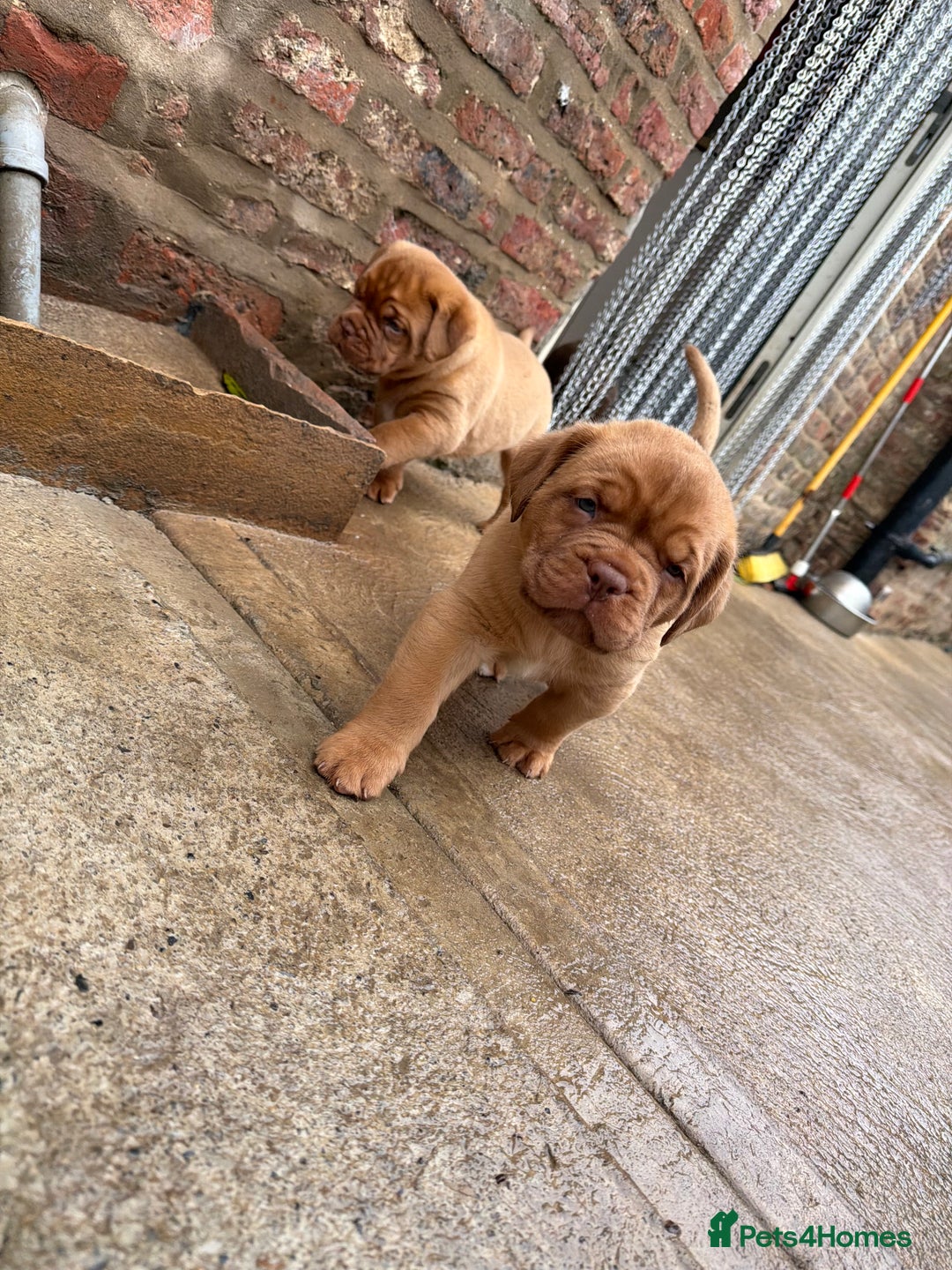Dogue De Bordeaux dogs for sale: ONLY ONE BOY LEFT! STUNNING PUPS AVAILABLE  - Image 5