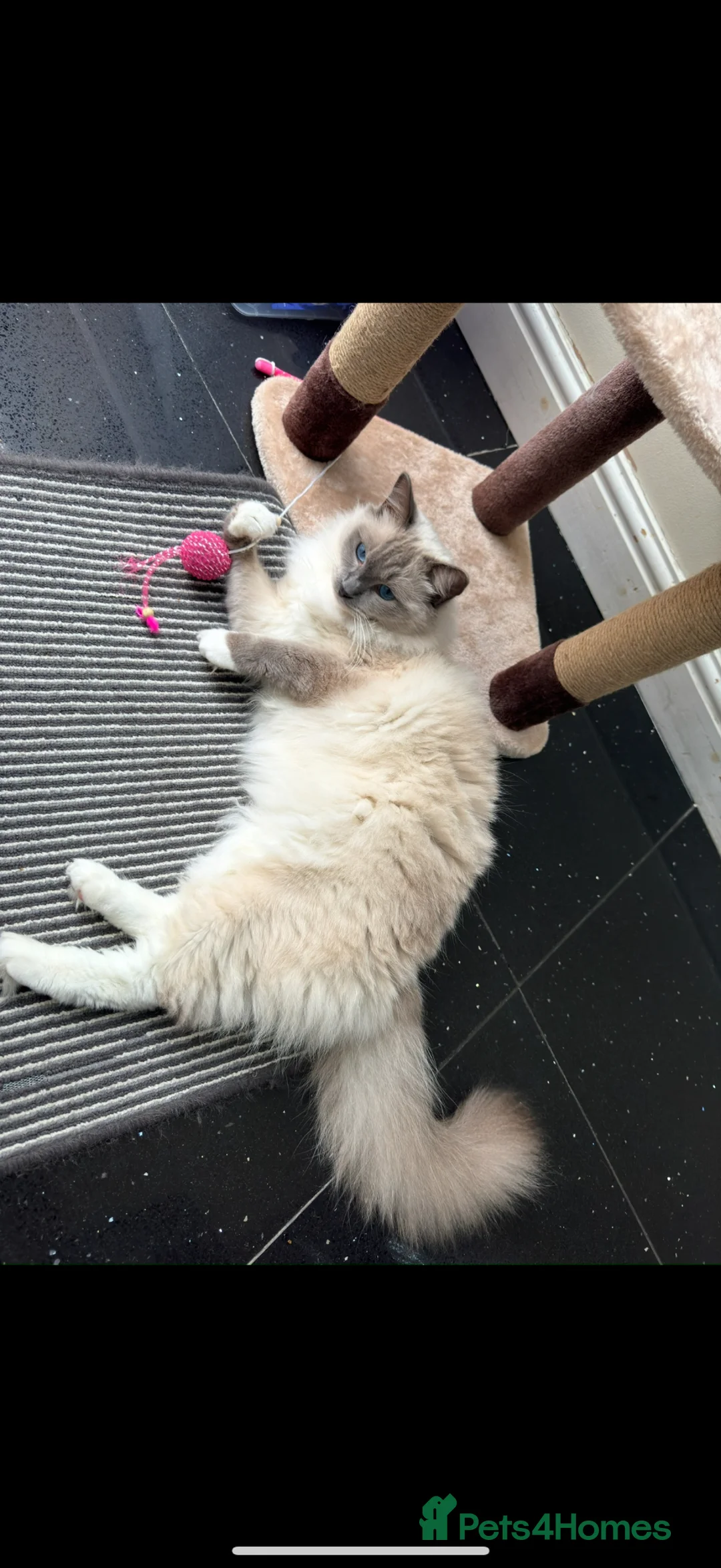 Ragdoll cats for sale: Stunning Blue-Eyed Male Ragdoll For Sale - Advert 2