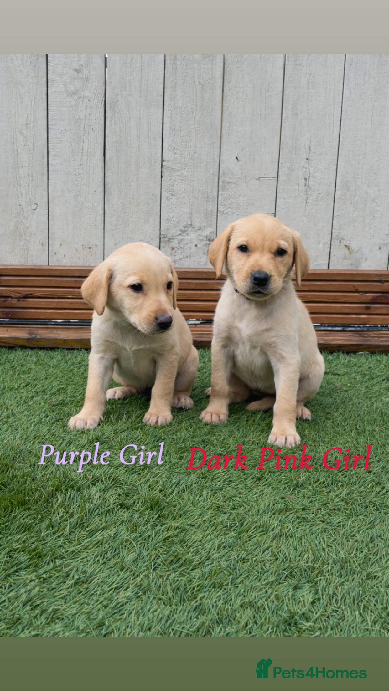 Labrador Retriever dogs 🐾 Exceptional KC Reg Labrador Puppies 🐾 - Advert 3