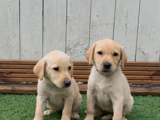Labrador Retriever dogs 🐾 Exceptional KC Reg Labrador Puppies 🐾 - Advert 3