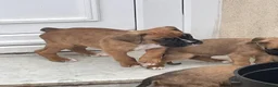 Boxer dogs for sale: Beautiful Boxer Puppies ready for new homes in West Bromwich - Advert 1