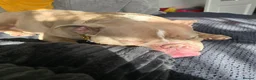 American Bully dogs for sale: American pocket bully for sale - Advert 4