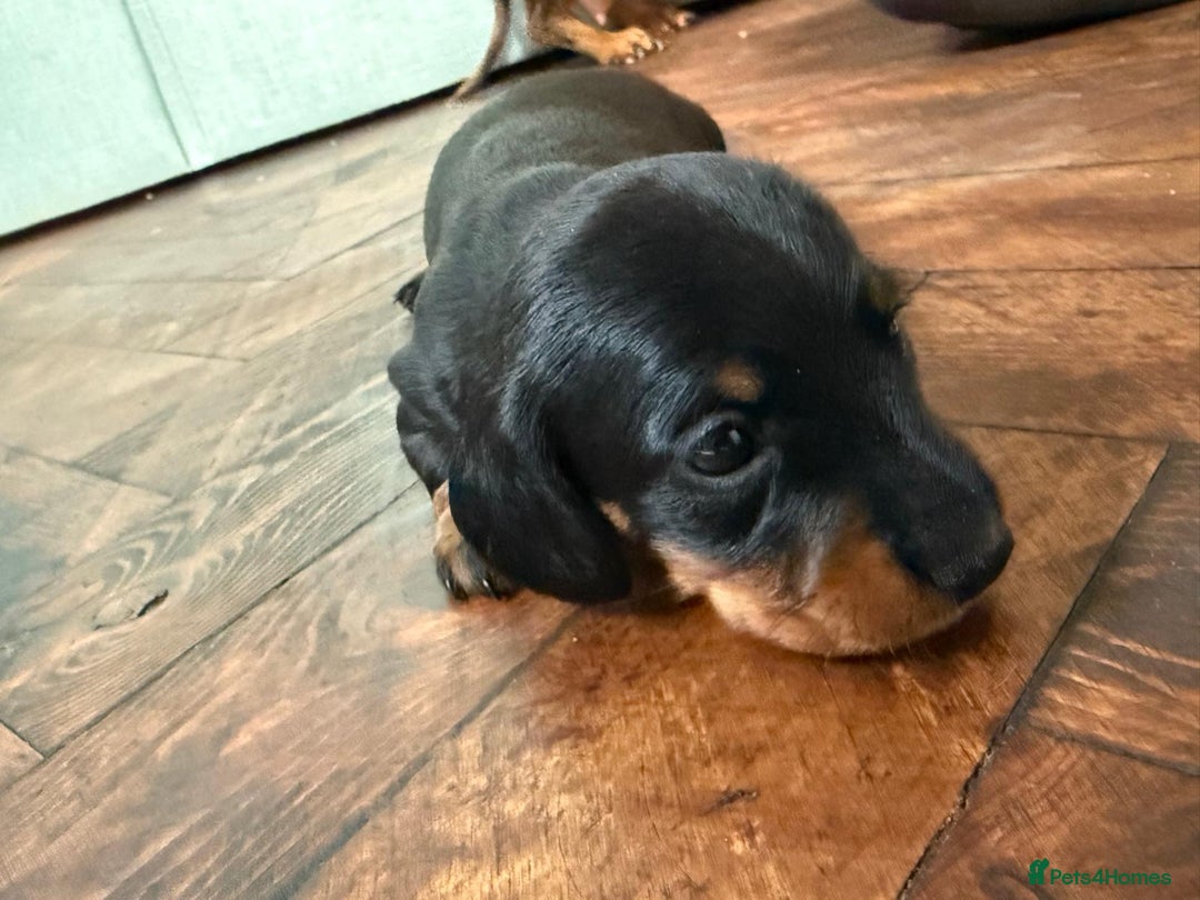 Miniature Dachshund dogs for sale: Beautiful KC Registered Miniature Dachshunds - Image 8
