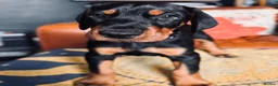 Dobermann dogs for sale: KC reg Dobie Pups | Two girls available - Advert 28