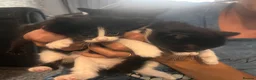 Mixed Breed cats for sale: Ready now last 2 Beautiful kittens - Advert 20