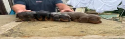 Dachshund dogs for sale: Miniature dachshund for sale in Elland - Advert 4