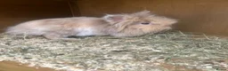 Mixed Breed rabbits for sale: Lionhead cross holland lop READY 28th November  - Advert 3
