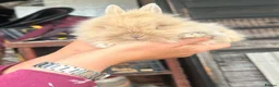 Lionhead rabbits for sale: Double mane lionhead girl ready now - Advert 2