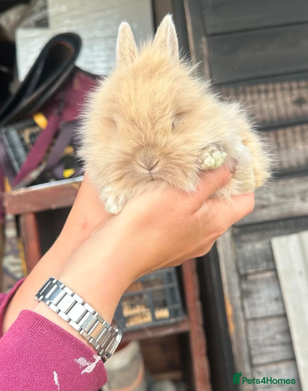 Lionhead rabbits for sale: Double mane lionhead girl ready now - Advert 2