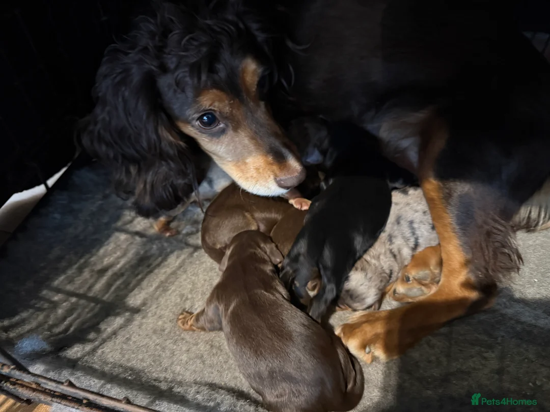 Cockapoo dogs for sale: Beautiful Merle cockapoos - Advert 2