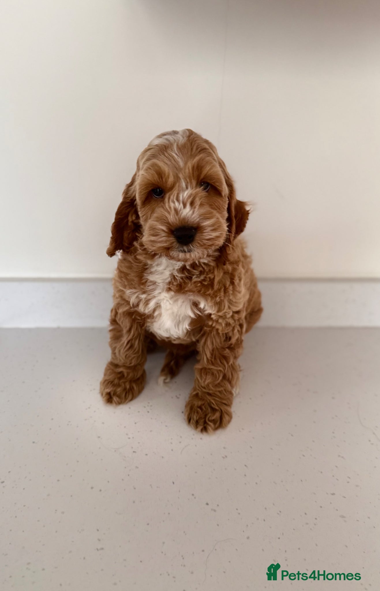 Cockapoo dogs F1 cockapoo puppies READY NOW - Advert 11