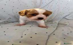 Cavapoo dogs for sale: Adorable F1b Cavapoos  - Image 5