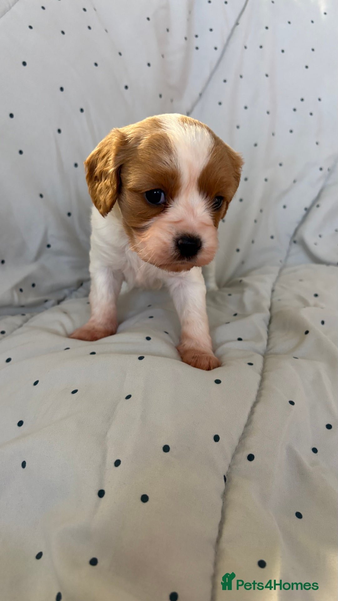 Cavapoo dogs for sale: Adorable F1b Cavapoos  - Image 5