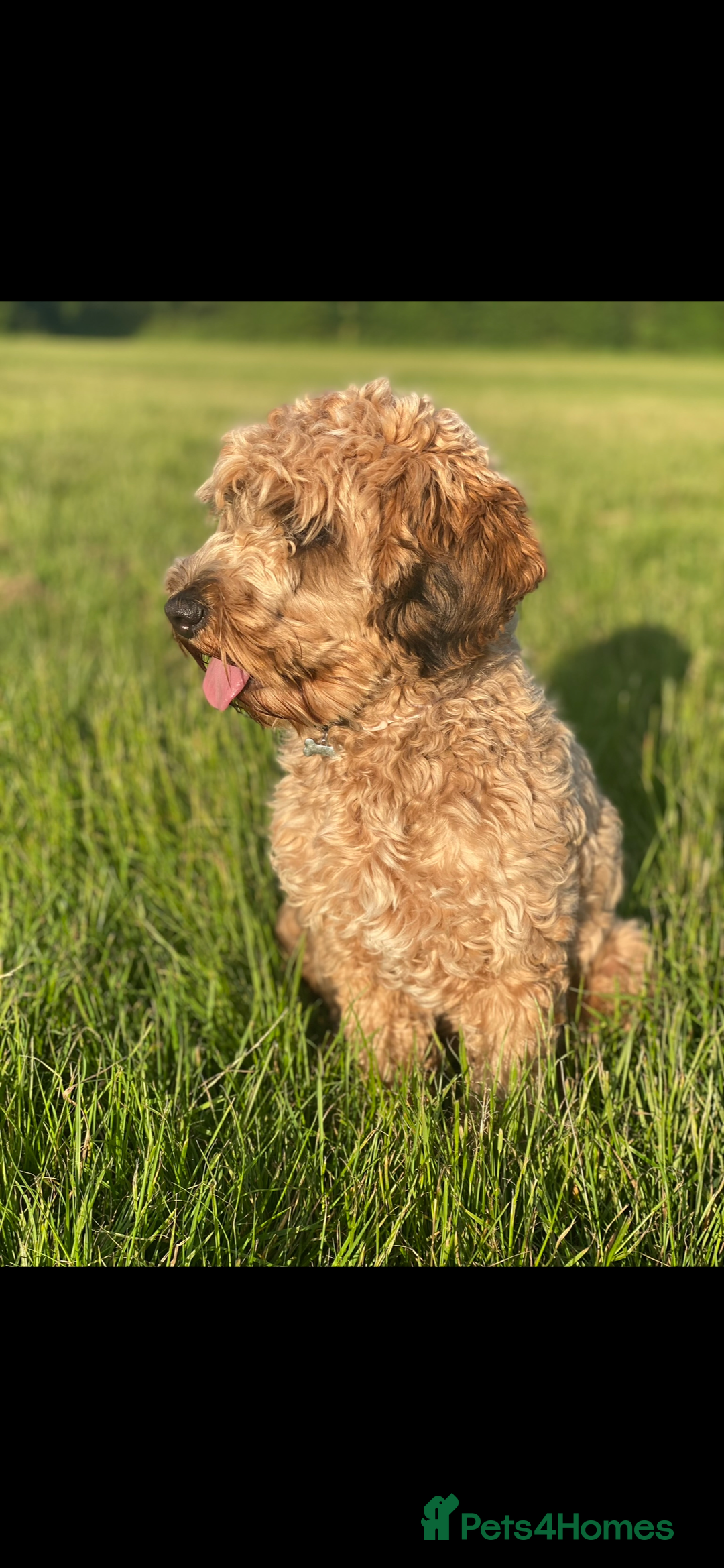 Cockapoo dogs for sale: ⭐️ Outstanding cockapoo female puppy ⭐️  - Advert 18