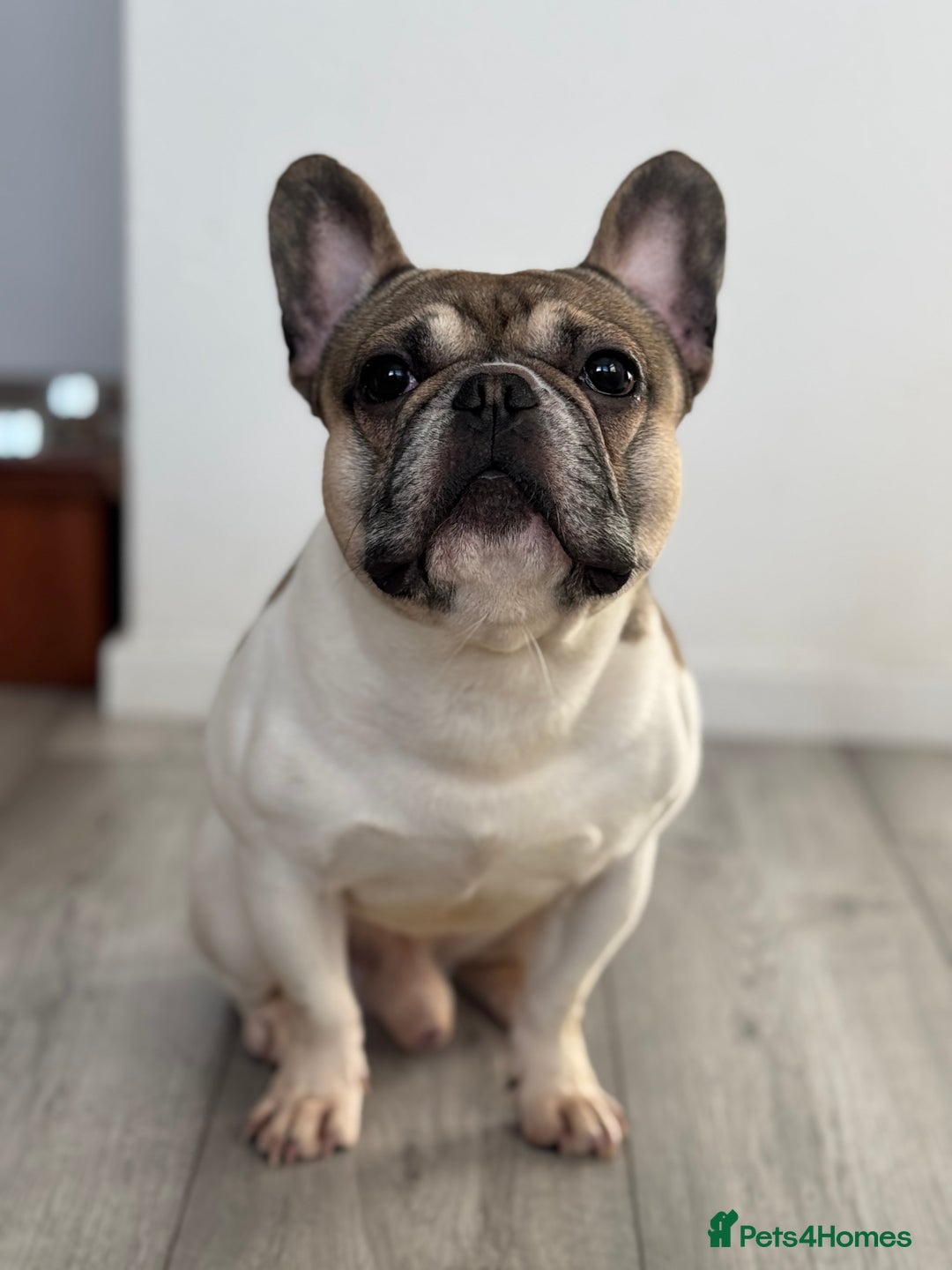 French Bulldog dogs for stud: Hugo available for stud🐾 in Stanley - Advert 1