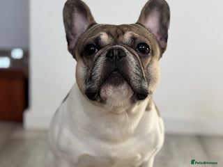 French Bulldog dogs in Stanley - Advert 16