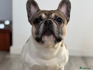 French Bulldog dogs Hugo available for stud🐾 in Stanley - Advert 13