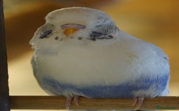 Budgerigars birds for sale: Budgies  - Image 4