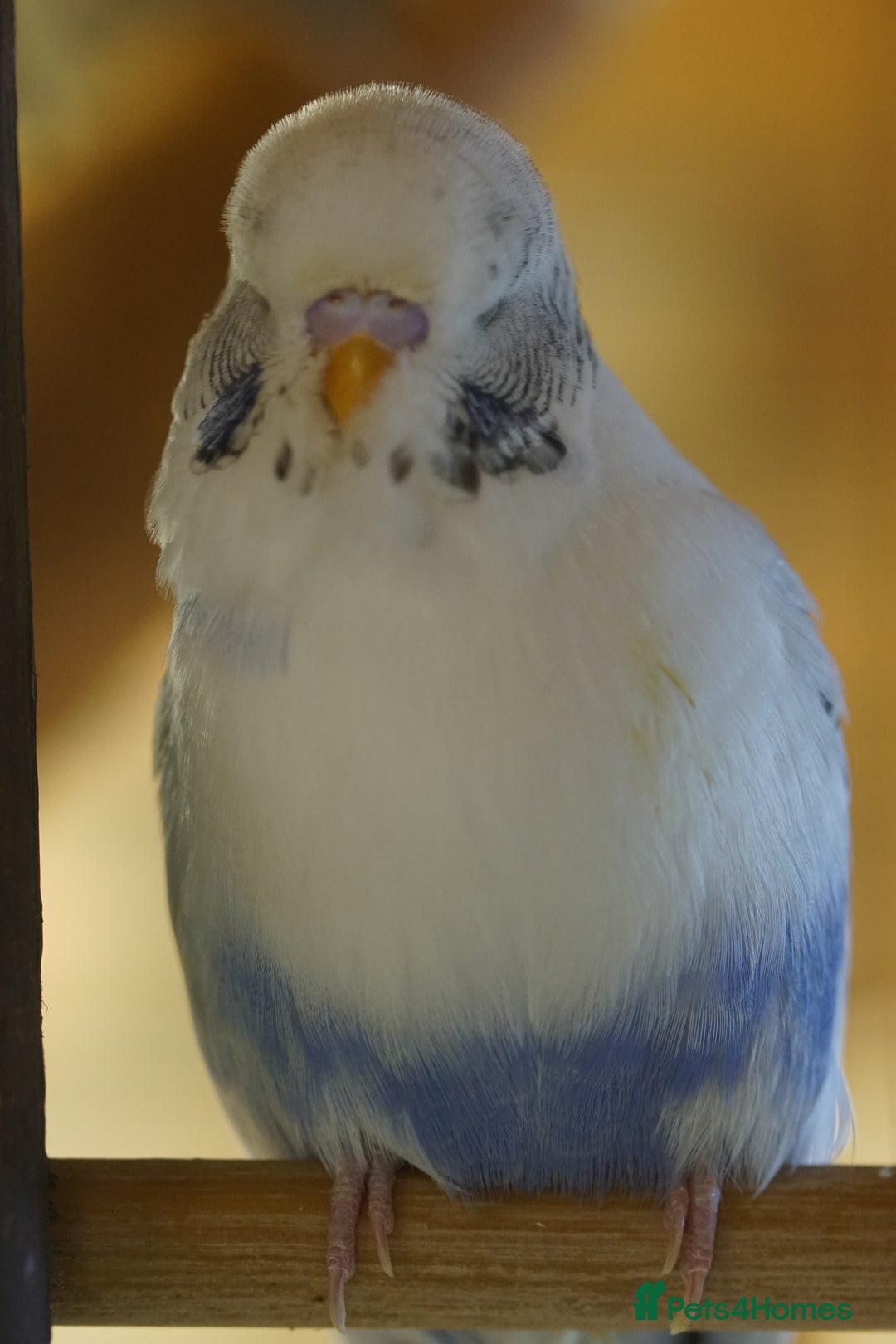 Budgerigars birds for sale: Budgies  - Image 4