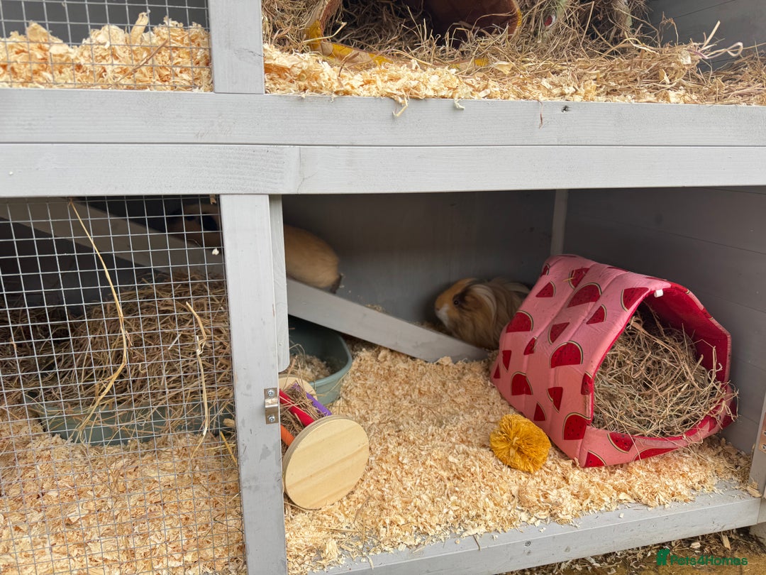 Guinea Pig rodents for sale: 2 Male Guinea Pigs, optional Hutch & Accessories  - Advert 13