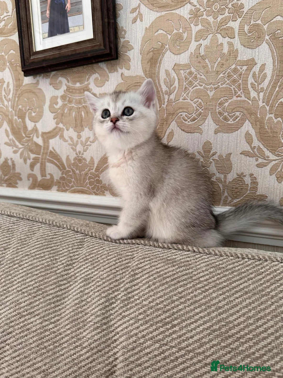 British Shorthair cats for sale: Scottish straight,black silver shaded - Advert 2