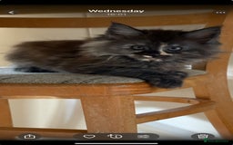 Maine Coon cats for sale: Last 2 Maine coon kittens  - Image 10