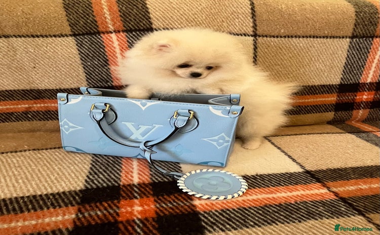 Pomeranian dogs - Advert 1